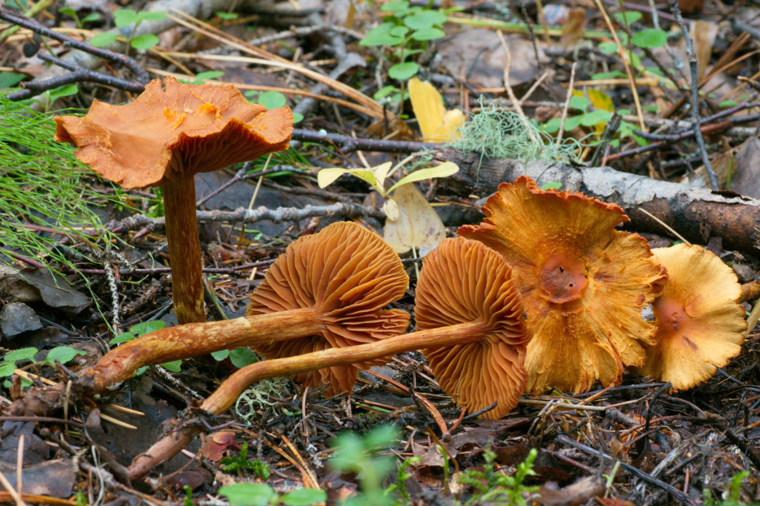 Cortinarius orellanus