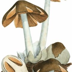 Coloured Figures of English Fungi or Mushrooms - t. 1.jpg: James Sowerbyderivative work: Natr (d) / Public domain