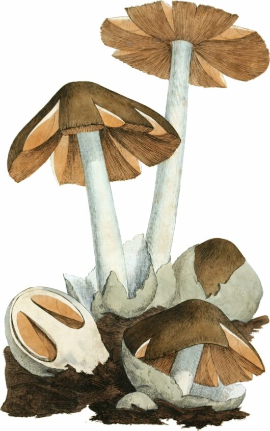 Coloured Figures of English Fungi or Mushrooms - t. 1.jpg: James Sowerbyderivative work: Natr (d) / Public domain