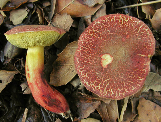 2002-01-05_Xerocomus_dryophilus_(Thiers)_Singer_12.jpg: This image was created by user Nathan Wilson (nathan) at Mushroom Observer, a source for mycological images.You can contact this user here.English | español | français | italiano | македонски | മലയാളം | português | +/−derivative work: Ak ccm / CC BY-SA (https://creativecommons.org/licenses/by-sa/3.0)