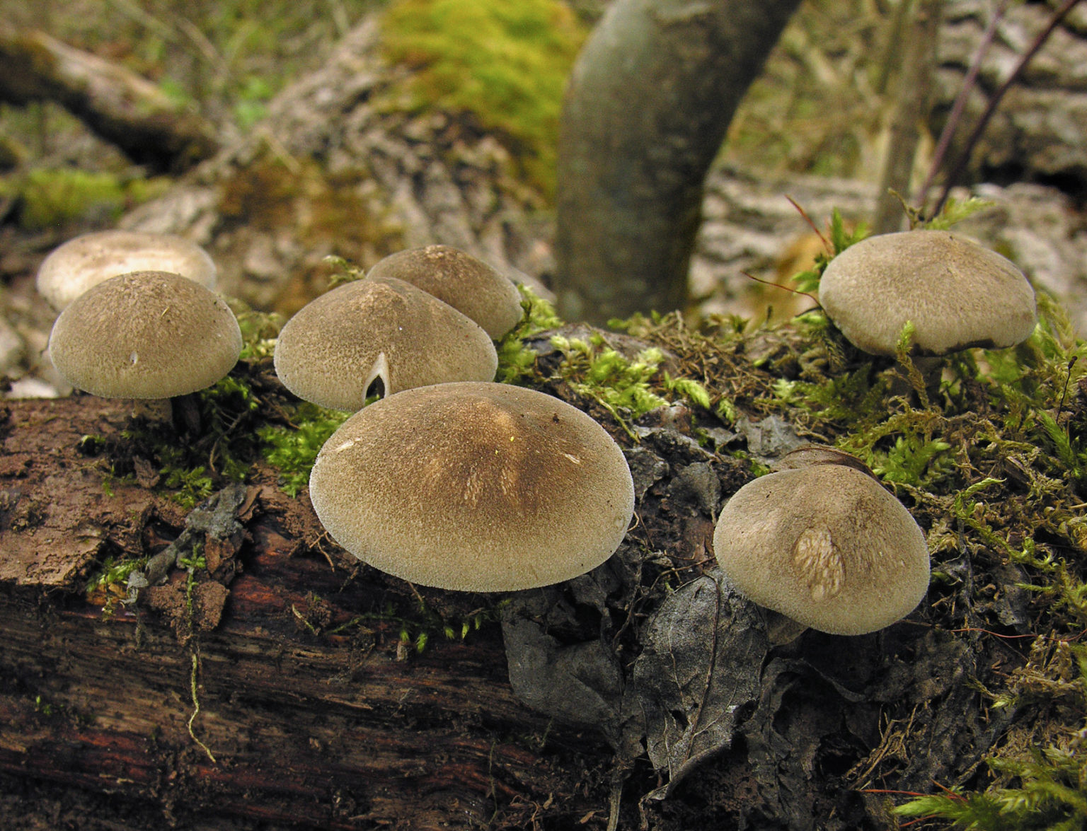 Polyporus ciliatus — free download