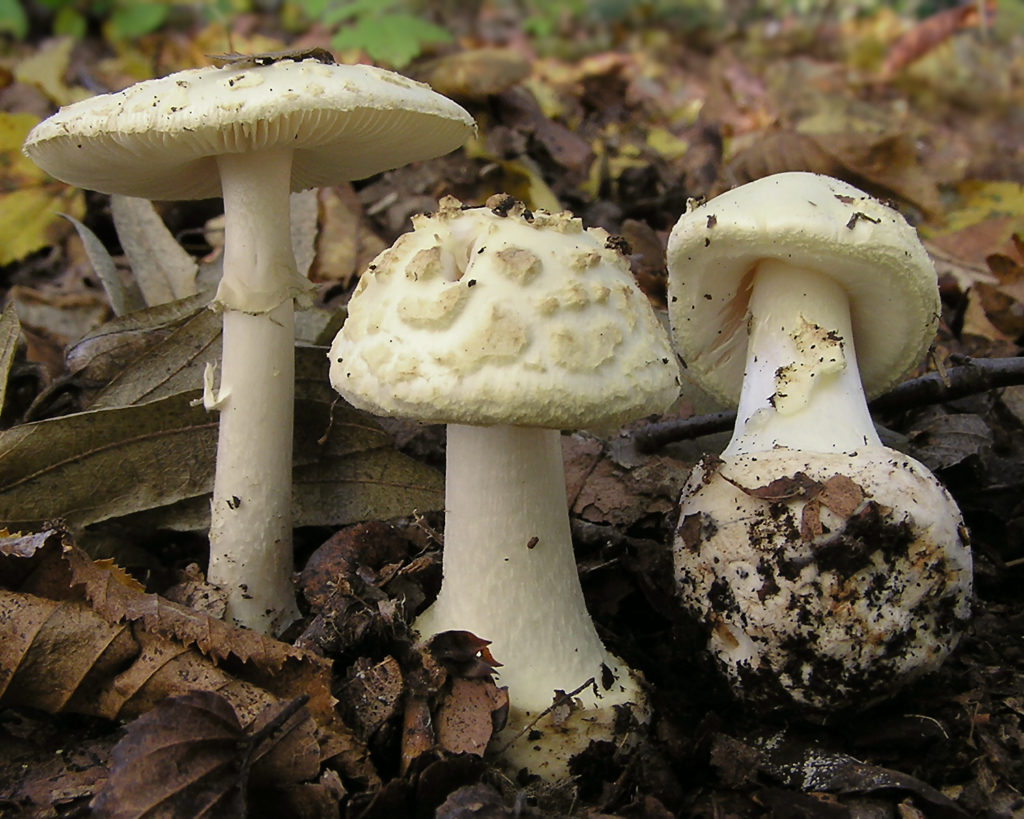 Amanita citrina – identifier-les-champignons.com