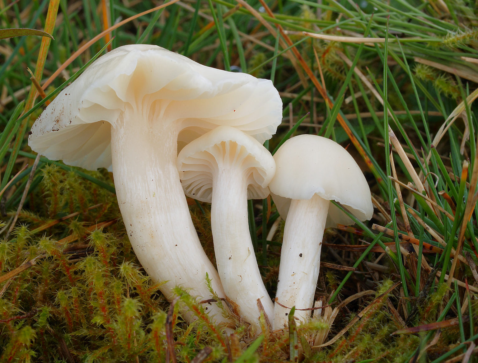 Camarophyllus virgineus — free download
