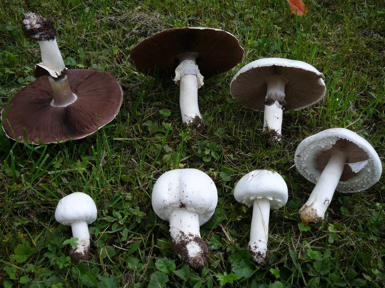 Agaricus arvensis – identifier-les-champignons.com