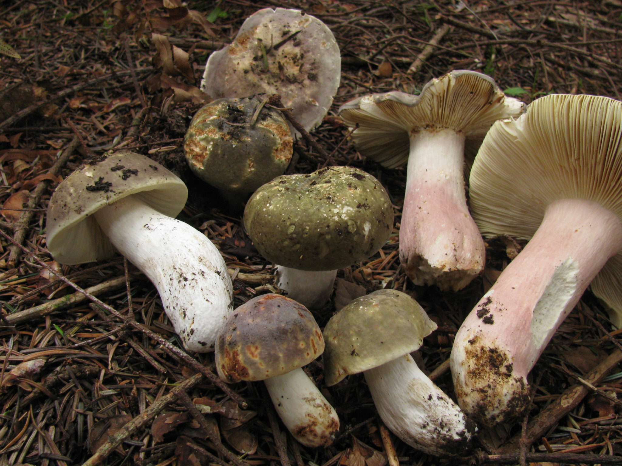 Inclusion En Résine Avec Champignon Russula Vénéneux - Fait Main, Transparent, Années 60