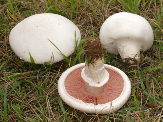 Andreas Kunze / CC BY-SA (https://creativecommons.org/licenses/by-sa/3.0) via https://commons.wikimedia.org/wiki/File:2010-08-07_Agaricus_campestris_cropped.jpg