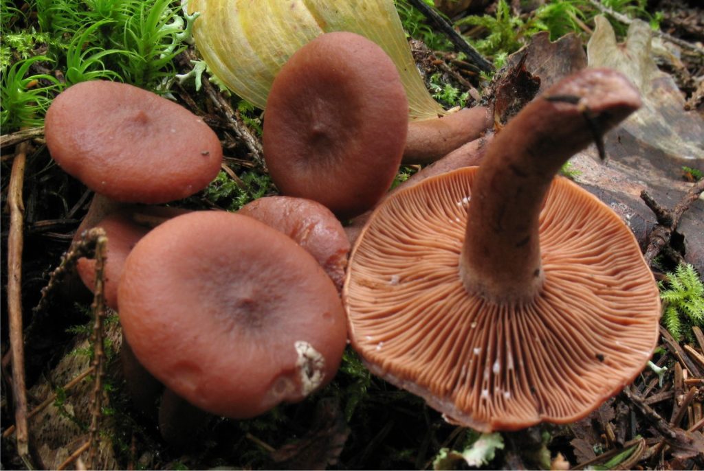 Lactarius camphoratus – identifier-les-champignons.com