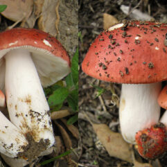 2011-05-14_Russula_lepida_146790.jpg: This image was created by user zaca at Mushroom Observer, a source for mycological images.You can contact this user here.English | español | français | italiano | македонски | മലയാളം | português | +/−derivative work: Ak ccm / CC BY-SA (https://creativecommons.org/licenses/by-sa/3.0)