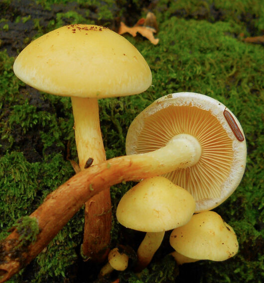 2011-10-05_Pholiota_alnicola_(Fr.)_Singer_172677.jpg: This image was created by user Copyright ©2011 Ham at Mushroom Observer, a source for mycological images.You can contact this user here.English | español | français | italiano | македонски | മലയാളം | português | +/−derivative work: Ak ccm / CC BY-SA (https://creativecommons.org/licenses/by-sa/3.0)