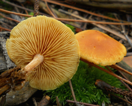 2011-10-06_Gymnopilus_penetrans_(Fr.)_Murrill_172726.jpg: This image was created by user Copyright ©2011 Ham at Mushroom Observer, a source for mycological images.You can contact this user here.English | español | français | italiano | македонски | മലയാളം | português | +/−derivative work: Ak ccm / CC BY-SA (https://creativecommons.org/licenses/by-sa/3.0)
