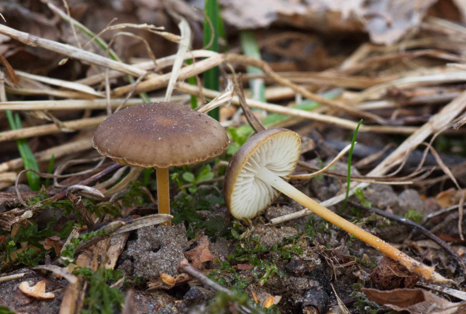 Strobilurus tenacellus – identifier-les-champignons.com