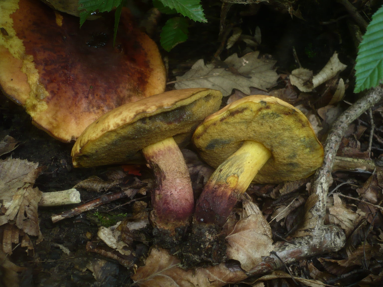 Boletus queletii