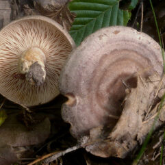 2012-08-25_Lactarius_circellatus_Fries_254180.jpg: This image was created by user Gerhard Koller (Gerhard) at Mushroom Observer, a source for mycological images.You can contact this user here.English | español | français | italiano | македонски | മലയാളം | português | +/−derivative work: Ak ccm / CC BY-SA (https://creativecommons.org/licenses/by-sa/3.0)