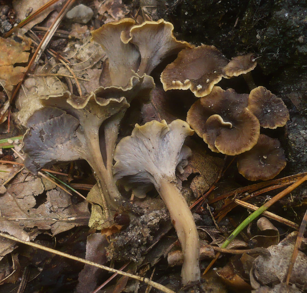 Pseudocraterellus Sinuosus – Identifier-les-champignons.com