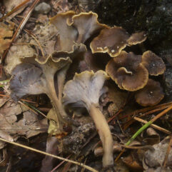 2012-10-08_Pseudocraterellus_undulatus_(Pers.)_Rauschert_270050.jpg: This image was created by user Gerhard Koller (Gerhard) at Mushroom Observer, a source for mycological images.You can contact this user here.English | español | français | italiano | македонски | മലയാളം | português | +/−derivative work: Ak ccm / CC BY-SA (https://creativecommons.org/licenses/by-sa/3.0)