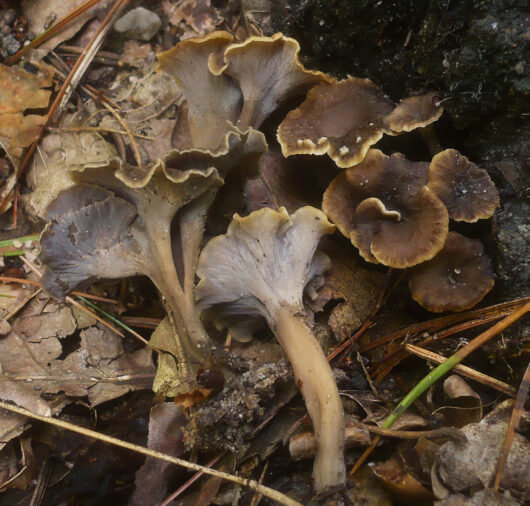 2012-10-08_Pseudocraterellus_undulatus_(Pers.)_Rauschert_270050.jpg: This image was created by user Gerhard Koller (Gerhard) at Mushroom Observer, a source for mycological images.You can contact this user here.English | español | français | italiano | македонски | മലയാളം | português | +/−derivative work: Ak ccm / CC BY-SA (https://creativecommons.org/licenses/by-sa/3.0)