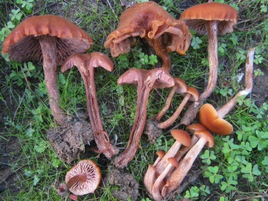 This image was created by user zaca at Mushroom Observer, a source for mycological images.You can contact this user here.English | español | français | italiano | македонски | മലയാളം | português | +/− / CC BY-SA (https://creativecommons.org/licenses/by-sa/3.0)