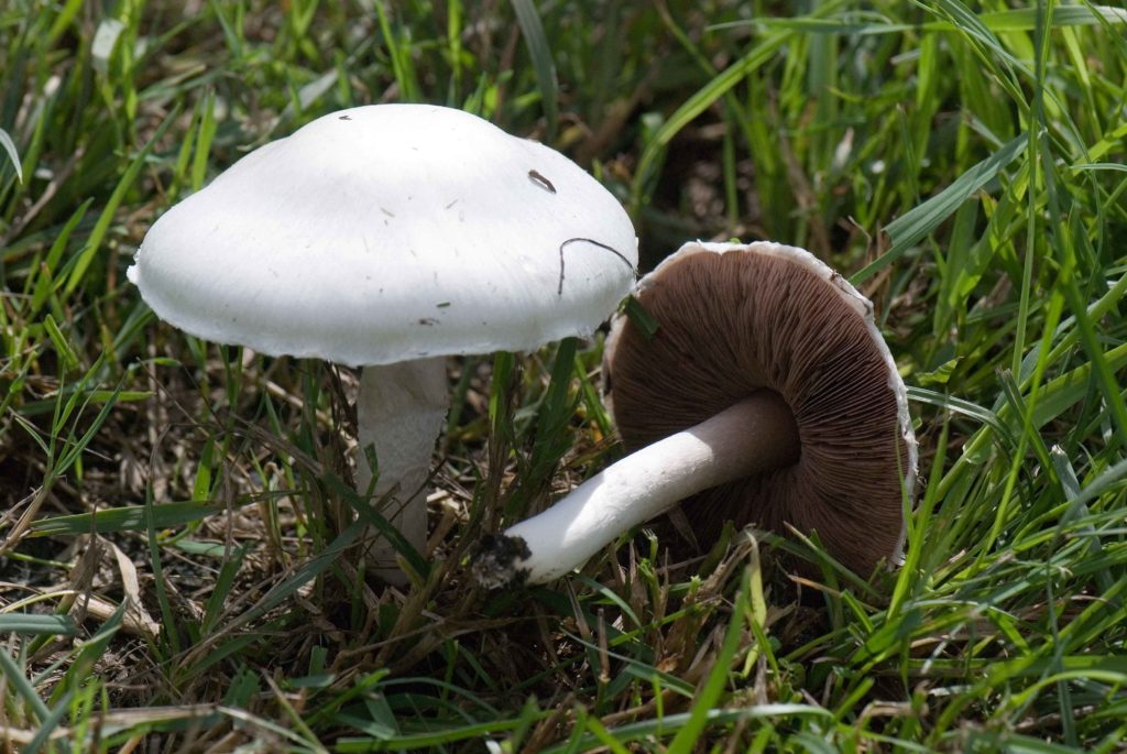 Agaricus campester — free download