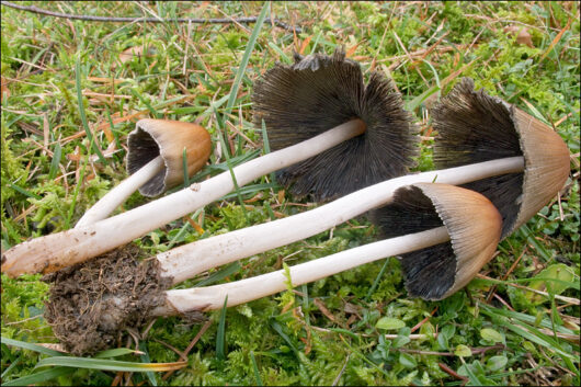 "Coprinus auricomus_9" by amadej2008 is licensed under CC BY-NC-SA 2.0