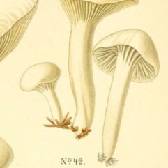 CC By Atlas des champignons comestibles et vénéneux. Paris, P. Klincksieck,1891. Via biodiversitylibrary.org/page/3270643. Via https://www.flickr.com/photos/biodivlibrary/6358017185