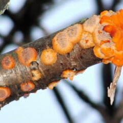 Lairich Rig / A fungus - Phlebia radiata