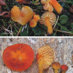 CC By 3.0, Ronikier, Anna. (2013). Hygrocybe salicis-herbaceae (Agaricomycetes, Hygrophoraceae): an arctic-alpine species new to the South-Eastern Carpathians (Romania). Acta Mycologica. 45. 37-43. 10.5586/am.2010.006, via https://www.researchgate.net/figure/Basidiomata-of-Hygrocybe-salicis-herbaceae-from-the-localities-in-the-Parang-Mts-a_fig2_284265419