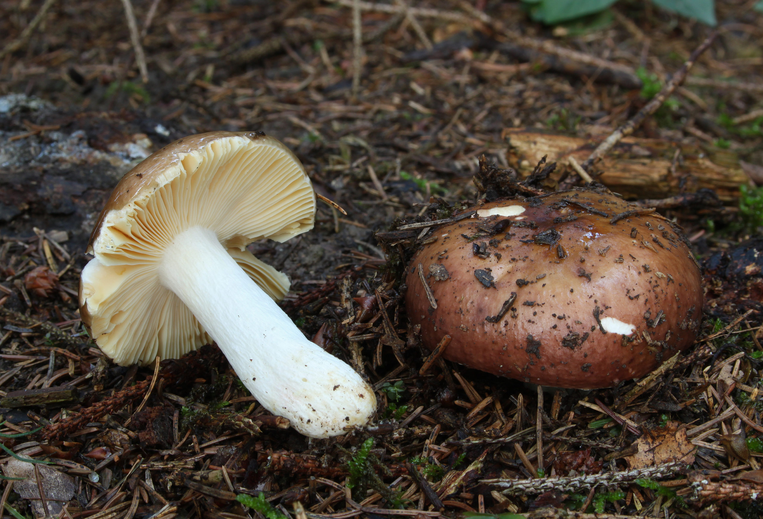 Russule integra – identifier-les-champignons.com