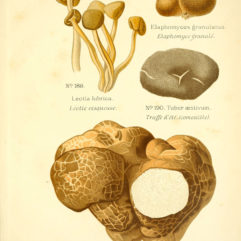 Dufour, Atlas des champignons comestibles et vénéneux / Public domain