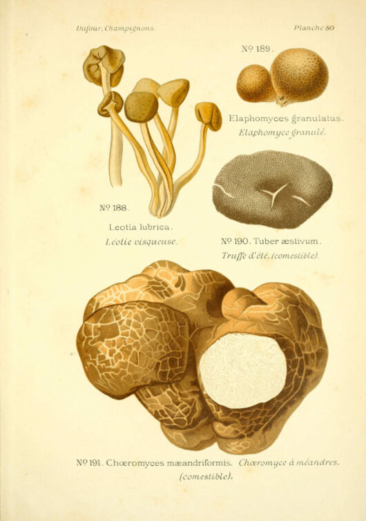 Dufour, Atlas des champignons comestibles et vénéneux / Public domain