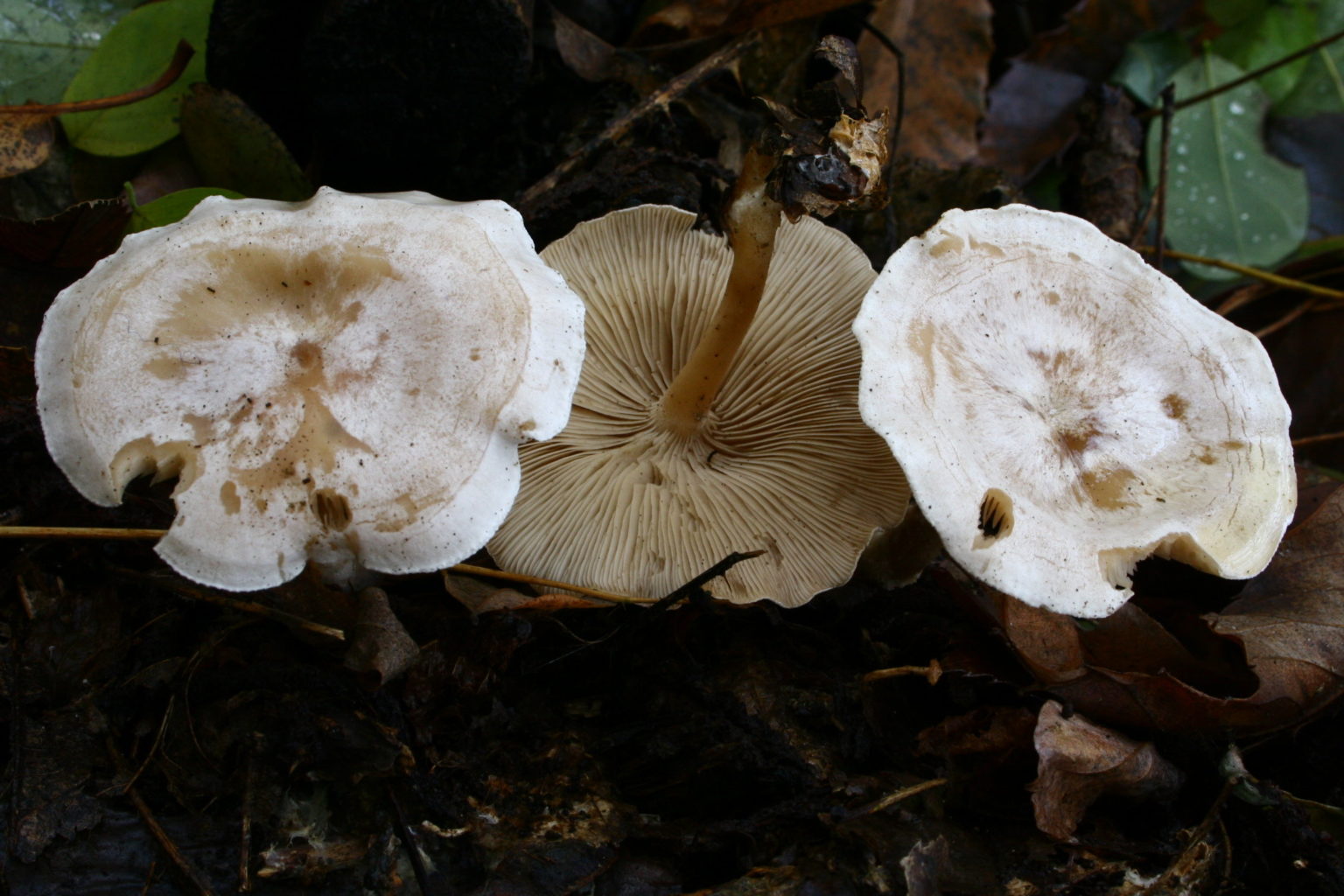 Clitocybe phyllophila - identifier-les-champignons.com Phylloclade.