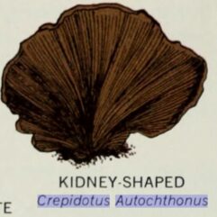 Crepidotus autochthonus, American Museum of Natural History, via archive.org