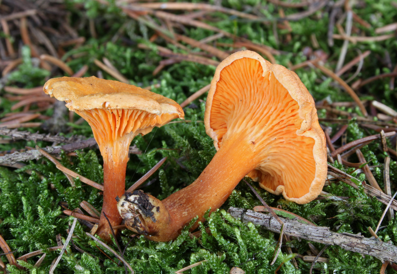 Hygrophoropsis aurantiaca
