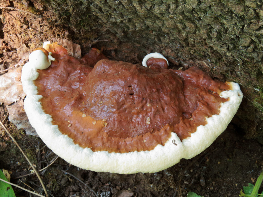 Ganoderma resinaceum – identifier-les-champignons.com