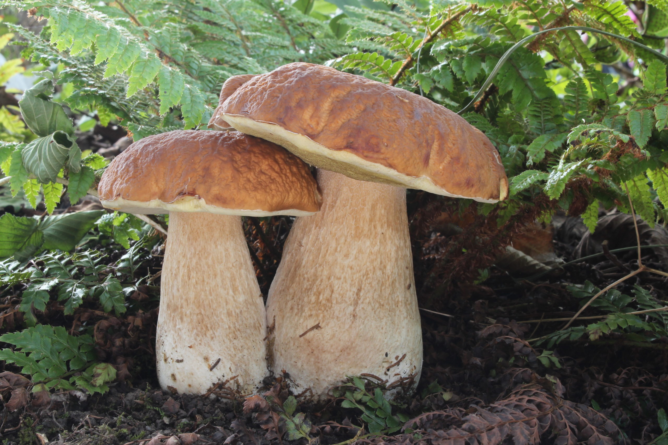 Boletus Edulis Identifier les champignons Boletus Edulis Identifier les champignons