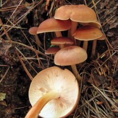 This image was created by user Bob (Bobzimmer) at Mushroom Observer, a source for mycological images.You can contact this user here.English | español | français | italiano | македонски | മലയാളം | português | +/− / CC BY-SA (https://creativecommons.org/licenses/by-sa/3.0)