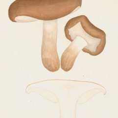 Hygrophorus-glutinifer-Tricholoma-albobrunneum.-Aquarellecrayon-et-encre-noire-sur-papier-par-Jean-Henri-Fabre-1823-1915.-MNHN-Direction-des-Bibliotheques-DES-FAB-532