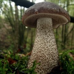 This image was created by user MichelBeeckman (MichelBeeckman) at Mushroom Observer, a source for mycological images.You can contact this user here.English | español | français | italiano | македонски | മലയാളം | português | +/− / CC BY-SA (https://creativecommons.org/licenses/by-sa/3.0)
