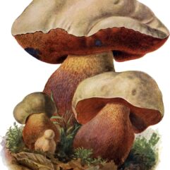 Schmeils naturwissenschaftliche Atlanten: Pilze der Heimat - Zweiter Band: Löcherpilze (Polyporaceae) und kleinere Familien; von Eugen Gramberg