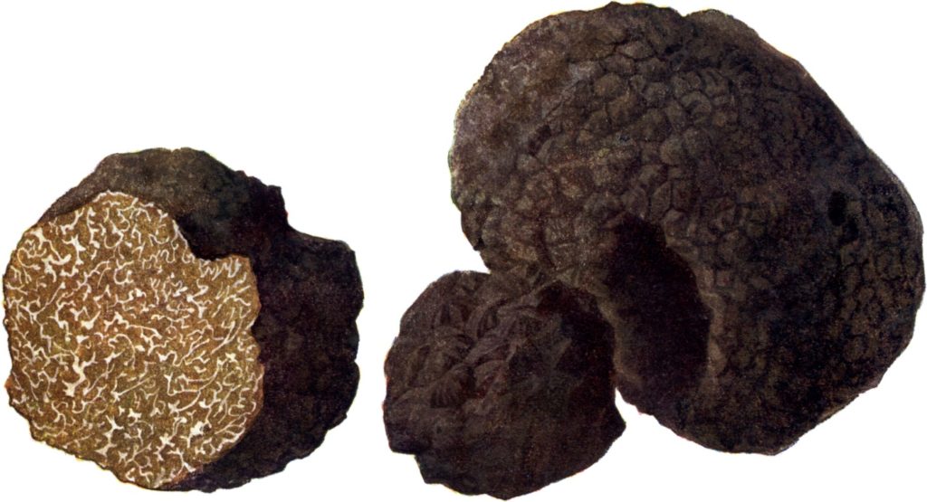 Pilze_d._Heimat_T._45b_-_Tuber_aestivum-1024x555.jpg