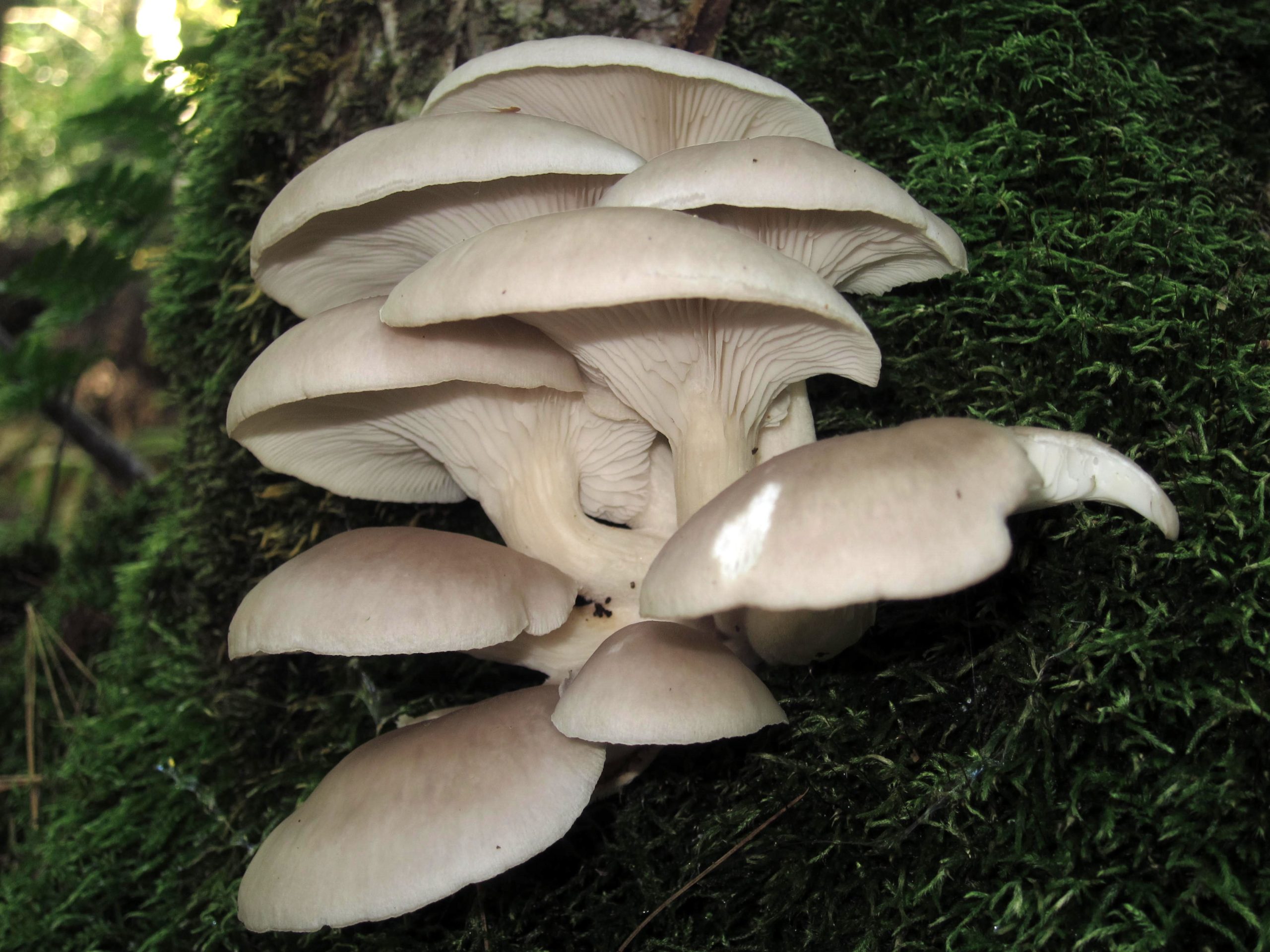 Pleurotus ostreatus – identifier-les-champignons.com