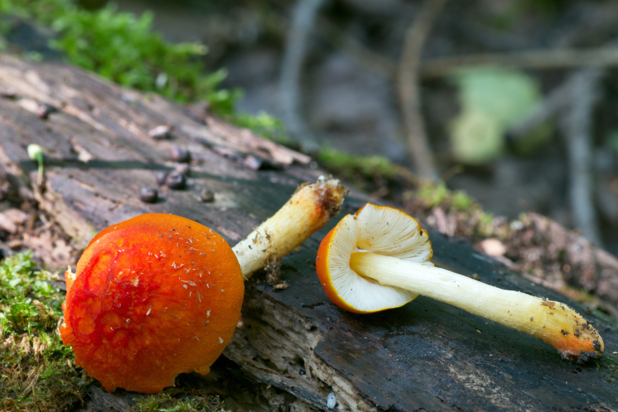 Pluteus aurantiorugosus – identifier-les-champignons.com