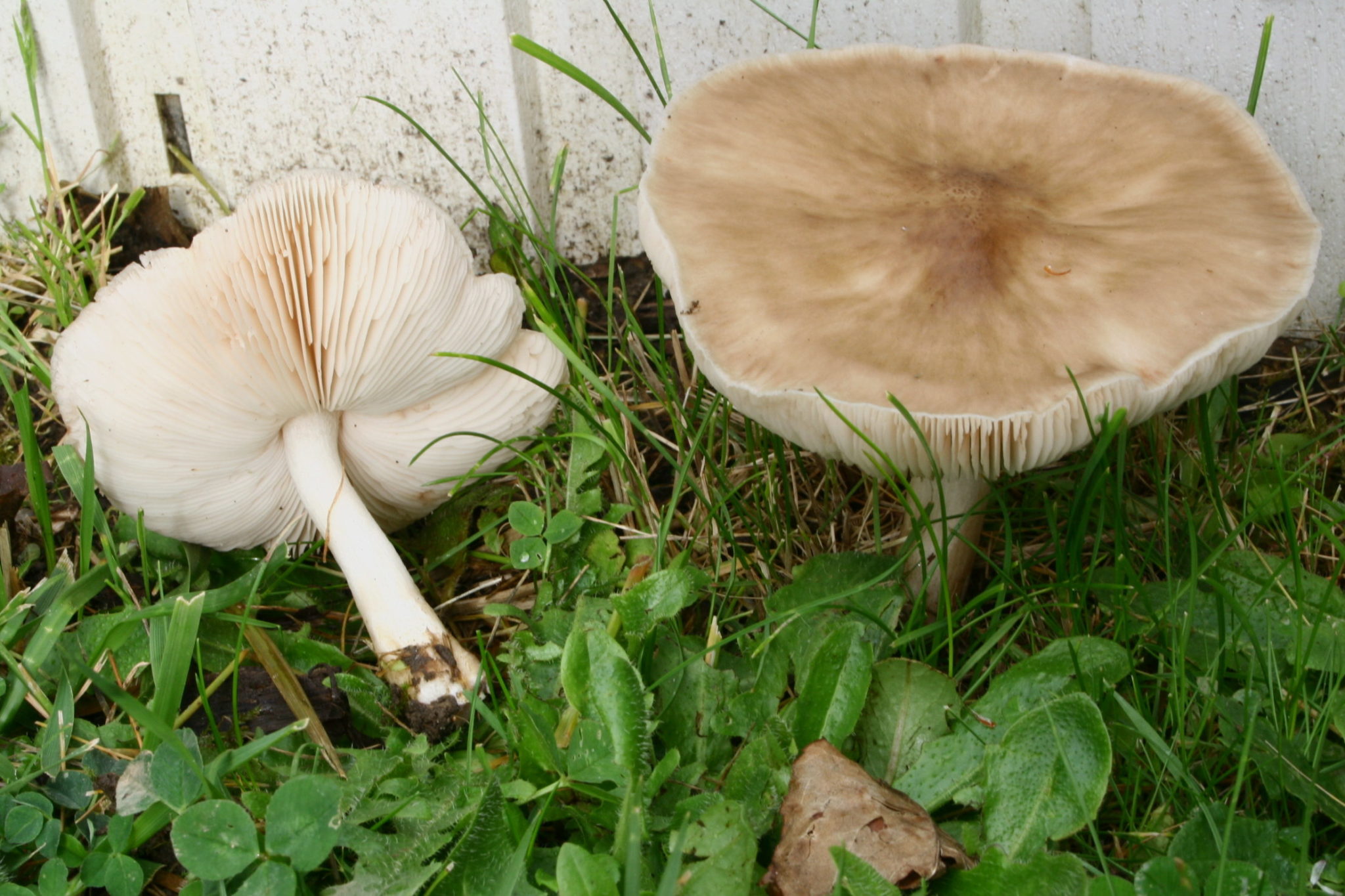 Pluteus petasatus – identifier-les-champignons.com