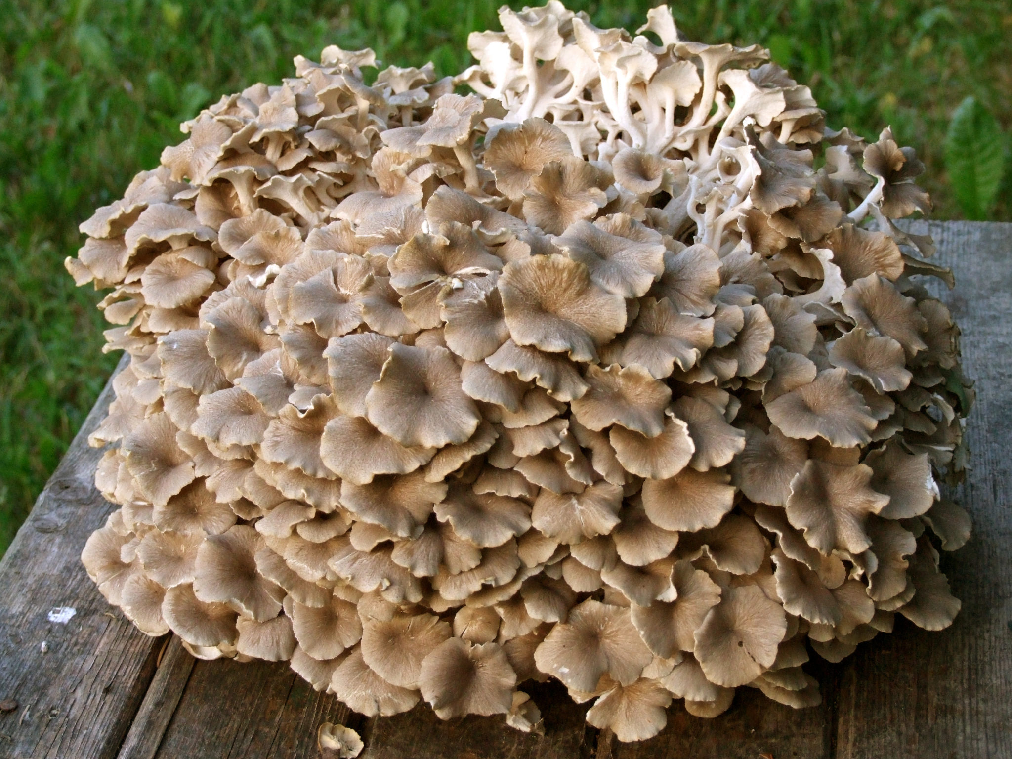 Polyporus umbellatus – identifier-les-champignons.com