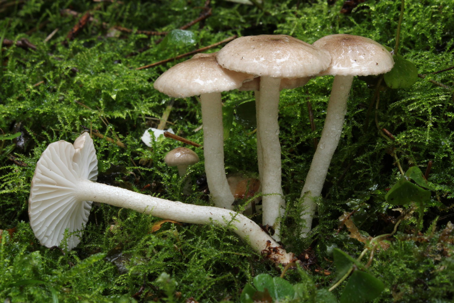 Hygrophorus pustulatus – identifier-les-champignons.com