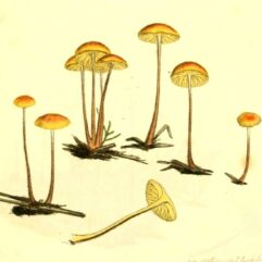 Public Domain, James Sowerby, Coloured Figures of English Fungi Or Mushrooms, 1799