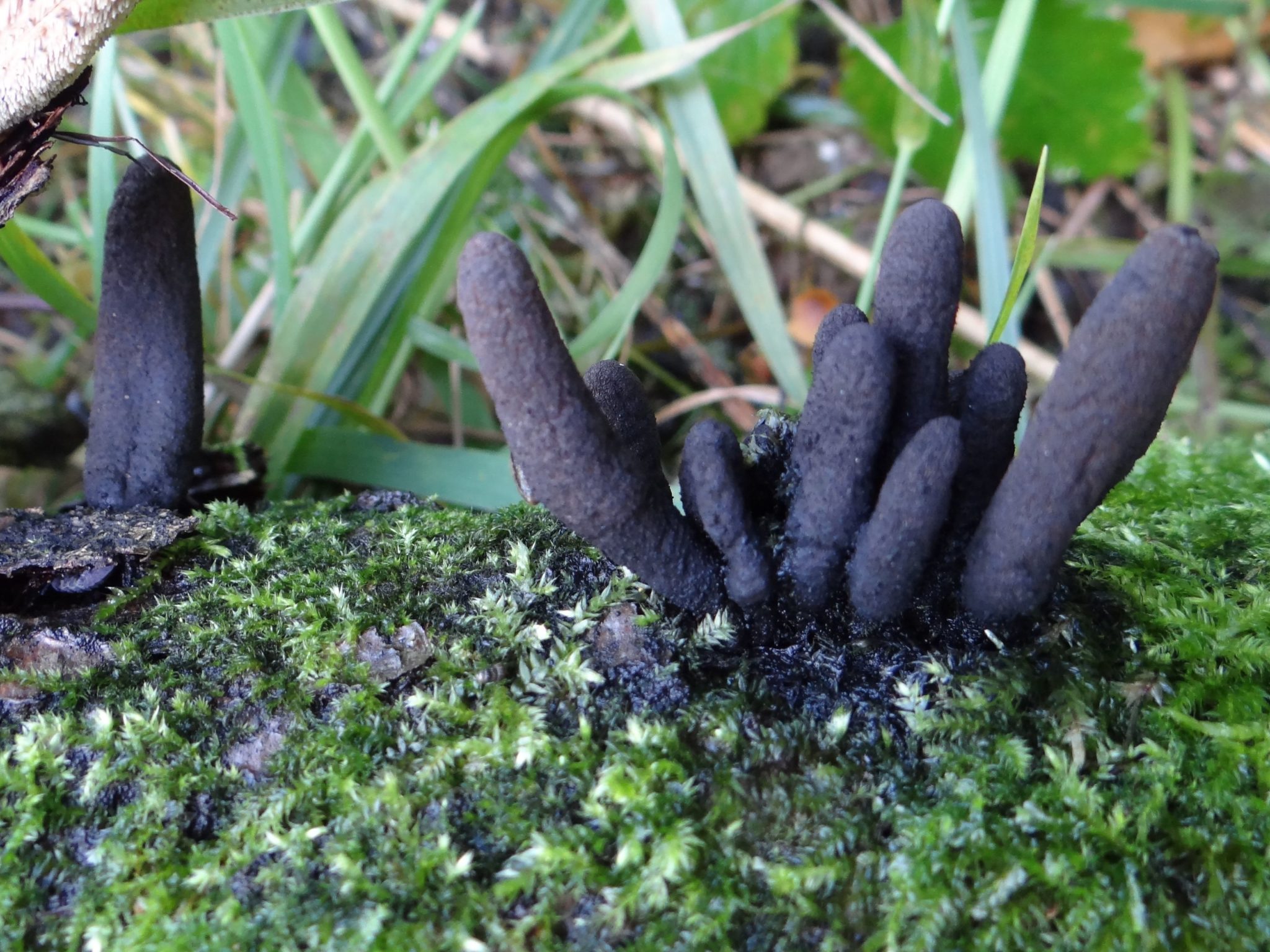 Xylaria longipes – identifier-les-champignons.com