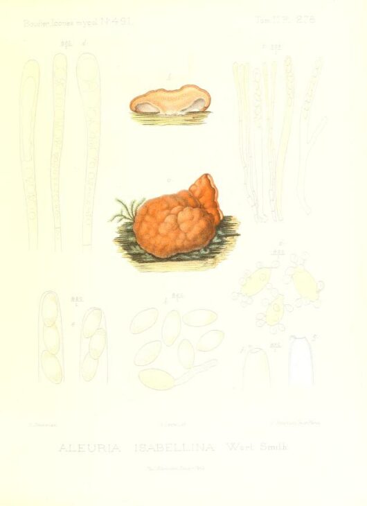 Boudier, Icones mycologicæ, 1905-1910, Public Domain Mark, via https://doi.org/10.5962/bhl.title.49695