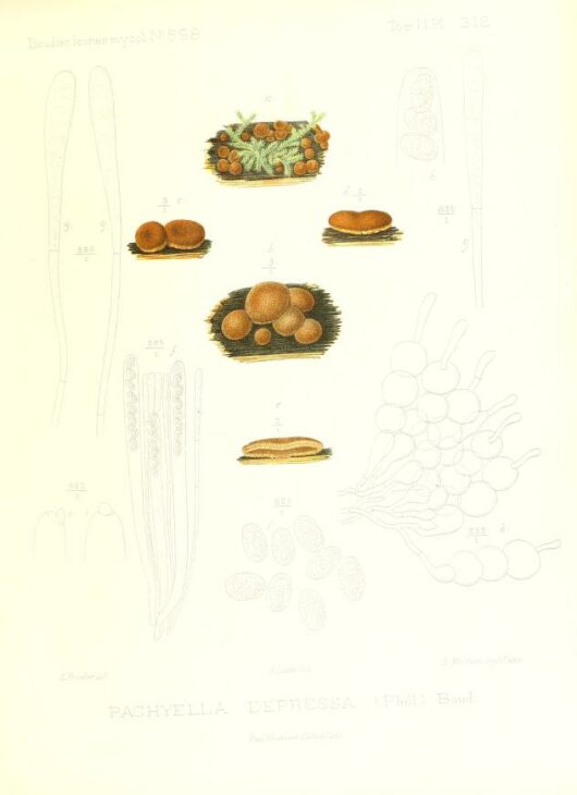 Pachyella depressa, Public Domain Mark, Emile Boudier, Icones mycologicæ, ou Iconographie des champignons de France principalement Discomycetes, 1905-1910, via https://www.biodiversitylibrary.org/page/33662531